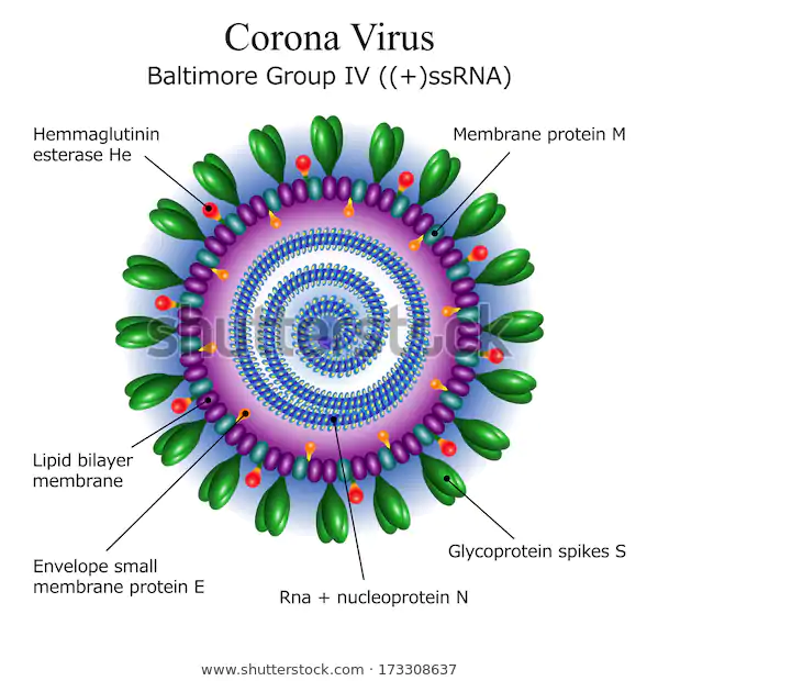 Pronto un farmaco per sconfiggere il Coronavirus